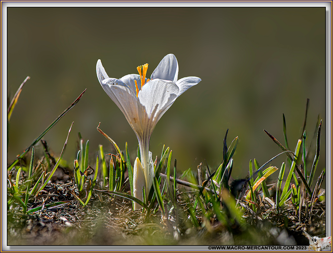 Crocus